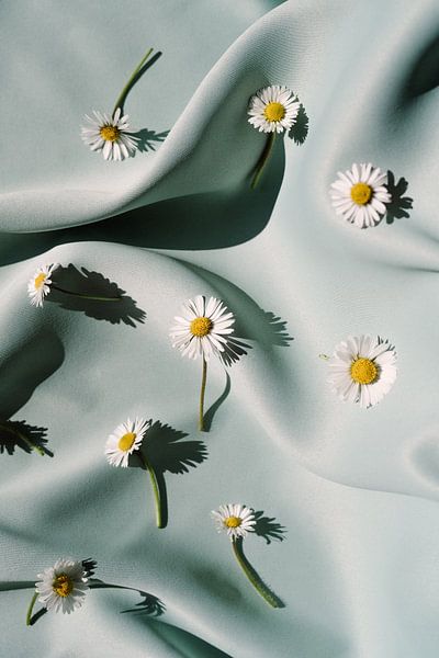 Modernes Stillleben mit Gänseblümchen aus dem eigenen Garten von An en Flor