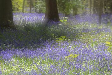 Hallerbos, wilde hyacinten, bloemen, bos, bomen, paars, voorjaar romantisch, zachte gloed, zon  van Trudy Roovers