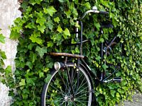 Wenn die Natur zurückkehrt.