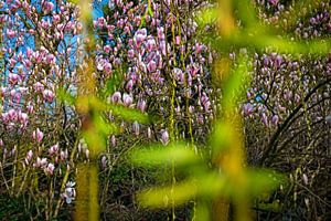 Magnolias en fleurs au printemps sur Chihong