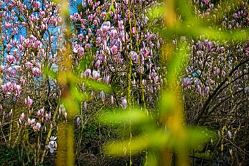 Blühende Magnolien im Frühling von Chihong