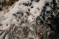 snow