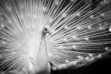 Weiblicher Pfau von Bernard Dacier