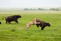 Hoe een leeuw een buffel vangt