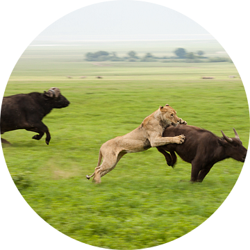 Hoe een leeuw een buffel vangt van Stephan Spelde