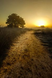 Het ontwakende landschap