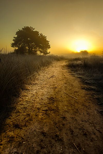 Het ontwakende landschap van Sandra Kuijpers