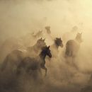 migratie van paarden van Hüseyin Taşkın thumbnail