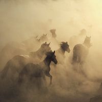 migratie van paarden