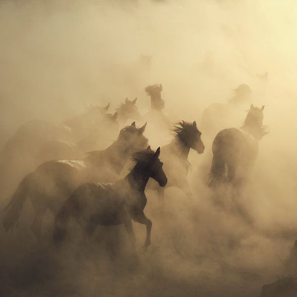migratie van paarden van Hüseyin Taşkın