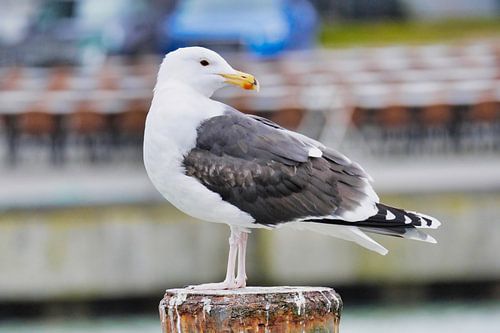 Möew in de haven