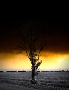 Lonely tree, dramatic sunset. van Nelemonsi Photo Art