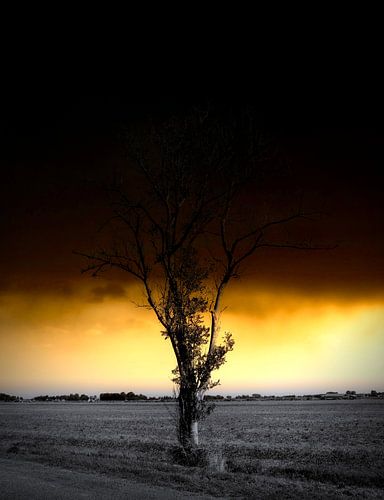 Lonely tree, dramatic sunset.