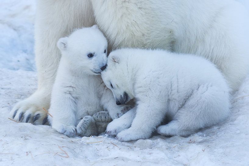 Polar bear cub, Anton Belovodchenko by 1x