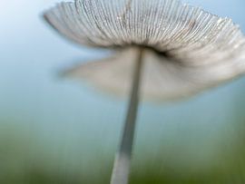 Hasenbein von Karin Imming