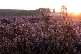 Sonnenaufgang von Lieke Roodbol