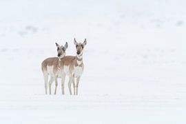 Pronghorns ( Antilocapra americana ) two females in winter, in blowing snow, waiting, watching , Yel by wunderbare Erde