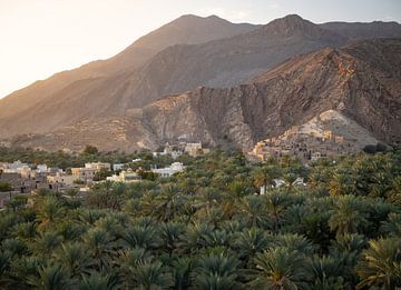 Groene oase van palmbomen in de woestijn van Oman van Teun Janssen