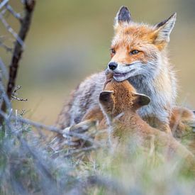 Fox with cubs by Dennis Janssen