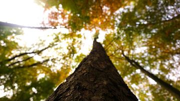 Uitzicht op de boomtoppen in een herfstbos van Maximilian Burnos