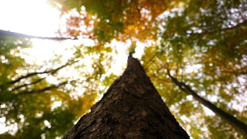 View of the treetops in an autumnal forest by Maximilian Burnos