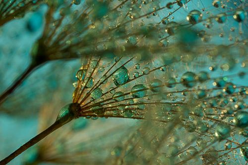 Blauwe / Turquoise druppeltjes in het gouden licht