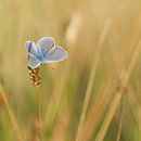 Icarus blue on a large pimpernel. Butterfly by Martin Bredewold thumbnail