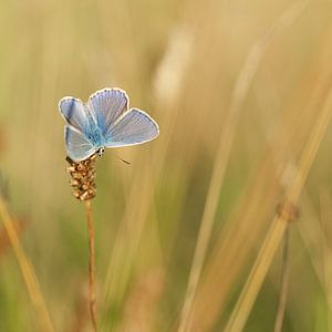 Icarusblauwtje op een grote pimpernel. Vlinder van Martin Bredewold