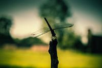 Libelle auf Stange