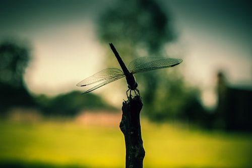 libelle op paal