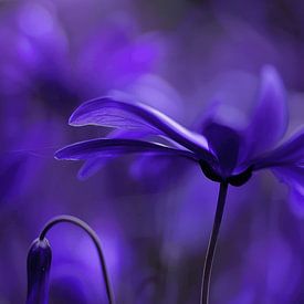 Purple flowers, close-up by Studio Allee