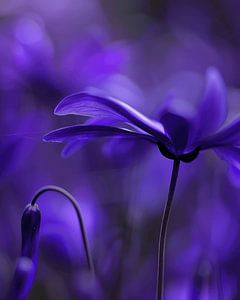 Lila Blumen, Nahaufnahme
