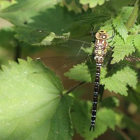 Libellule mosaïque bleu-vert sur Matthias Brix