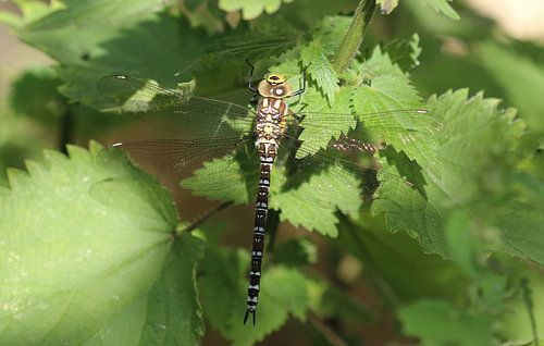Libellule mosaïque bleu-vert