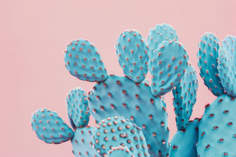 Cactus by Poster Art Shop