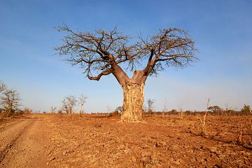Baobab au Botswana sur Jolene van den Berg