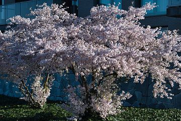 Frühlingsgefühle mit schönen japanischen Blüten von Jolanda de Jong-Jansen