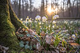 Dans la forêt des cupressons de mars sur Patrice von Collani