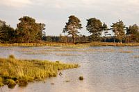 Ven in Nationaal Park Drents-Friese Wold (Appelscha)