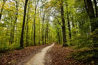 het pad in het bos