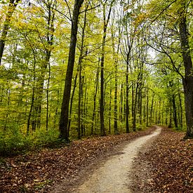 le chemin dans les bois sur Nadine Rall