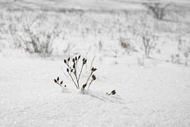 plant covered with snow by Heiko Kueverling