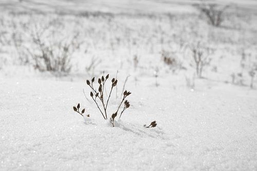 plante recouverte de neige