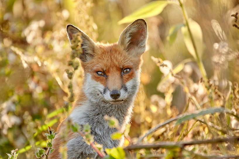 Urban Fox, London by David Bleeker