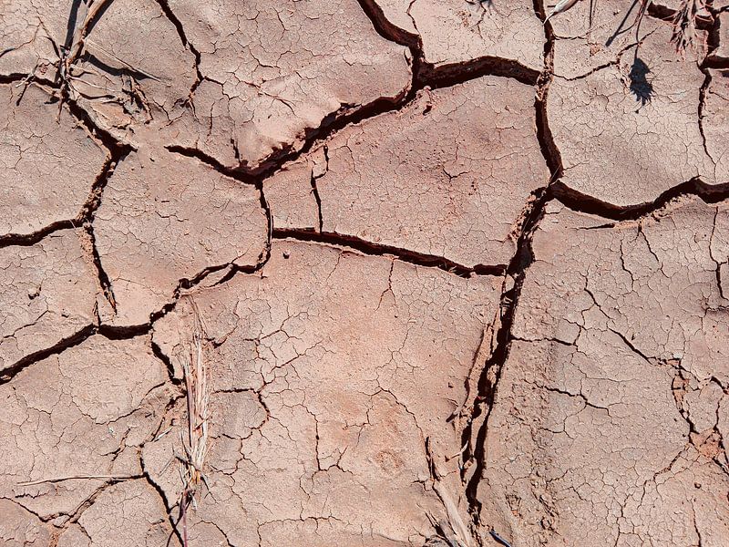 Dried And Cracked Soil In Arid Season. Canvas Print / Canvas Art