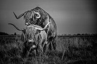Schottisches Highlander Paar in schwarzweiß