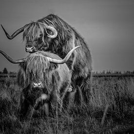 Koeien Schotse Hooglander langharige paren zwart/wit van R Alleman