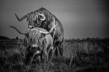 Vaches Scottish Highlander paire à poil long noir et blanc sur R Alleman
