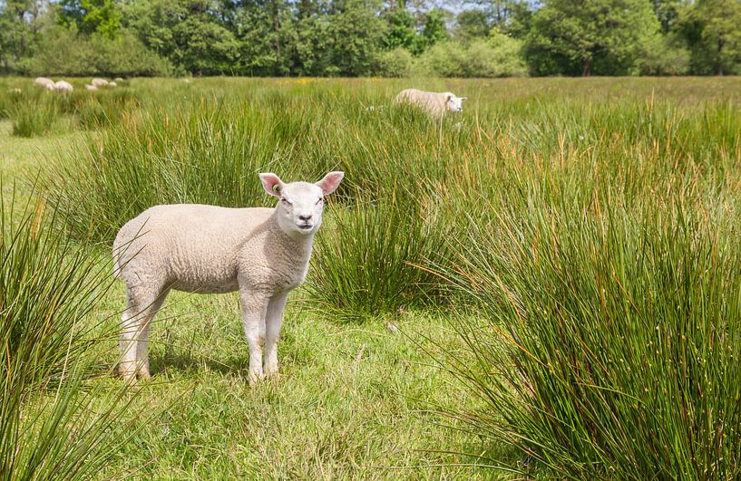 Niedliches weißes Lamm im grünen hohen Gras von Drenthe von Marc Venema
