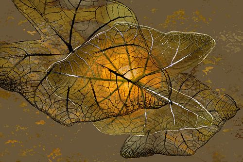 Caladium Plant. 3.  Digitale Kunst